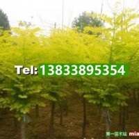 矮接金葉槐