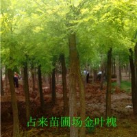 金葉槐