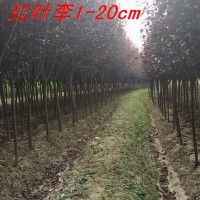 紅葉李