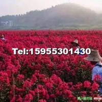 美國紫薇