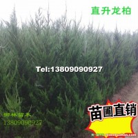 高龍柏
