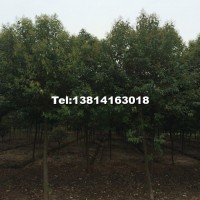 紅葉石楠球