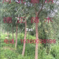 饅頭柳