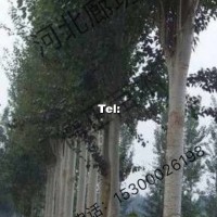 新疆楊