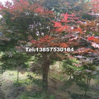 紅楓