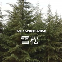 雪松