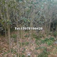 桂花樹(shù)苗