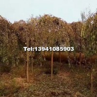 金葉垂榆