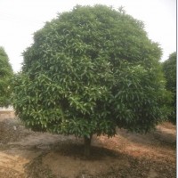 精品桂花