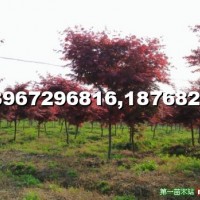紅楓