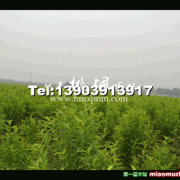 龍柱碧桃