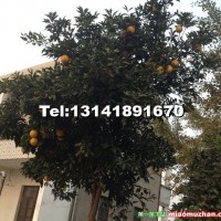 香櫞樹