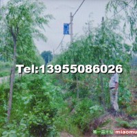 美國速生垂柳
