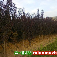 紫葉李