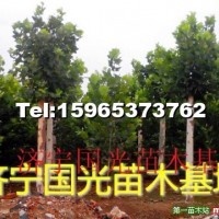 造型法桐