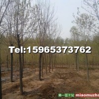 白蠟樹