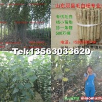毛白楊