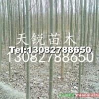 速生柳