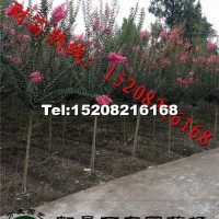 高桿紫薇