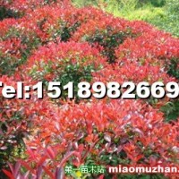 紅葉石楠