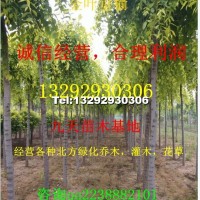 金葉垂榆