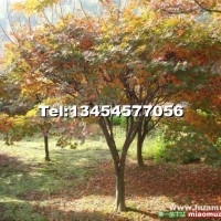 紅楓