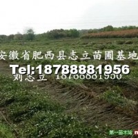 大葉女貞小苗