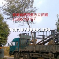 樸樹(shù)