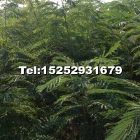 合歡樹