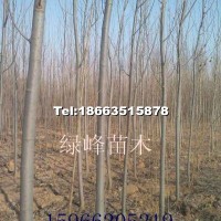毛白楊