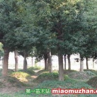 香樟