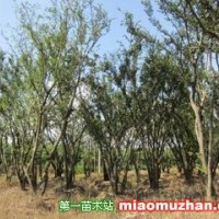 樸樹