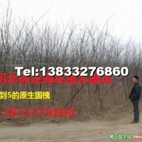 國槐