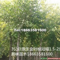 高桿金葉榆