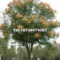 欒樹
