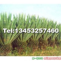 劍麻