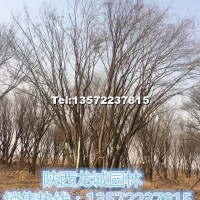 茶條槭