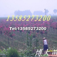 紅花紫薇