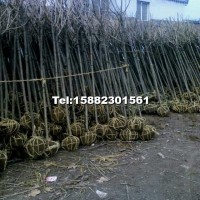 櫻花