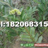 板栗樹