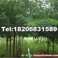 合歡樹