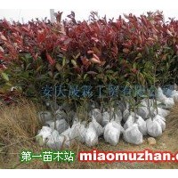 紅葉石楠毛球