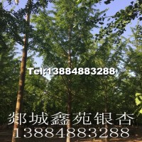 銀杏樹