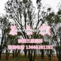 從生茶條槭