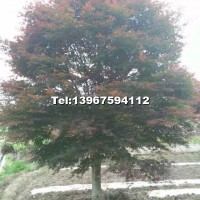 中國紅楓