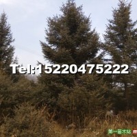 云杉