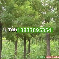 國槐