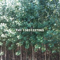 107速生楊
