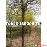金葉榆
