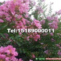紫薇